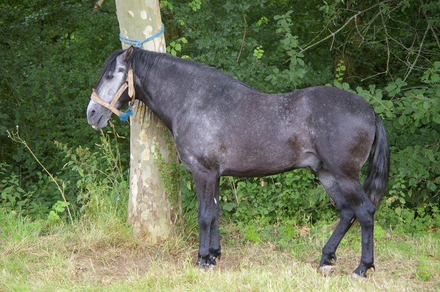 Les chevaux marocains: Les Chevaux Marocains 075